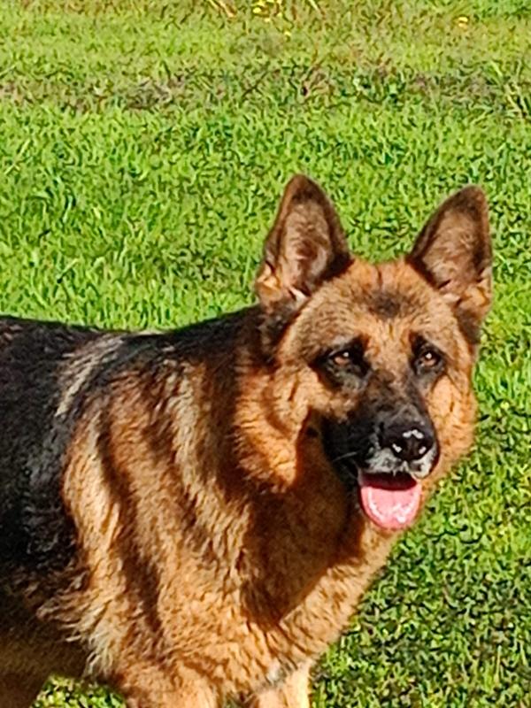 💞 INSEPARABILI: BALU & BEA CERCANO CASA 💞 Foto 2